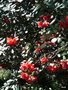 vignette a208 Villa Carlotta , rhododendron