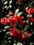 vignette a209  Villa Carlotta, rhododendron x Unique,