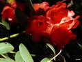 vignette a210 Villa Carlotta, rhododendron x Unique,