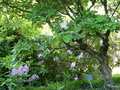 vignette a214  Villa Carlotta,  rhododendron  x 
