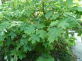 vignette a236 Villa Carlotta, hydrangea quercifolia