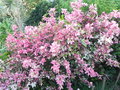vignette Hibiscus rosa-sinensis 'Cooperi Roseflake'