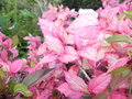 vignette Hibiscus rosa-sinensis 'Cooperi Roseflake'