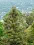 vignette Isola Madre , Pinus Montezumae 