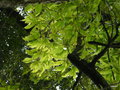 vignette Isola Madre ,  Quercus acutissima