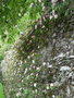 vignette Isola Bella , mur de roses