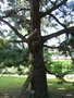 vignette Villa Taranto, Pinus radiata