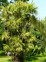 vignette Villa Taranto, Rhapis Excelsa ,( S.O. China)