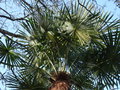 vignette Trachycarpus fortunei 'Variegata' - Palmier de chine panach