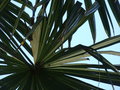 vignette Trachycarpus fortunei 'Variegata' - Palmier de chine panach
