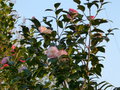 vignette Camellia japonica Margaret Davis au 07 02 15