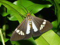 vignette Papillon (Nyctemera baulus)