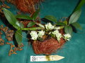 vignette Dendrobium capitulifolium