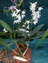 vignette Dendrobium x delicatum 'Bryn Ingii'