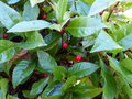 vignette Ardisia japonica aux gros fruits rouges au 09 02 15