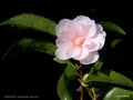 vignette Camélia ' WINTER'S ROSE ' camellia hybide ( Ackerman )