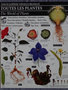 vignette L'encyclopdie visuelle bilingue Toutes les plantes - The world of Plants