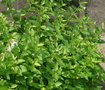 vignette Jardin Botanique , Melittis melisophyllum var. kerneriana , Europe