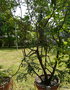 vignette Jardin Botanique , Lentisco, Pistacia lentiscus ,