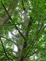 vignette Jardin Botanique , Zelkova carpinifolia Koch,