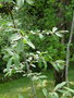 vignette Jardin Botanique , Salix daphnoides , Europe