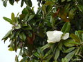 vignette Sirmione , magnolia