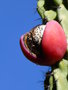 vignette Cereus peruvianus monstruosus