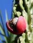 vignette Cereus peruvianus monstruosus
