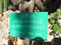 vignette Cereus uruguayanus monstruosus