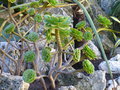 vignette Aeonium arboreum var. arboreum
