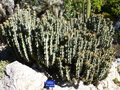 vignette Euphorbia caerulescens