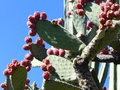 vignette Opuntia fruits rouges