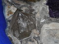 vignette 0026-Madère  minéraux,quartz +Qh F
