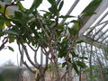 vignette Euphorbia guineensis