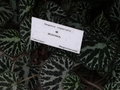 vignette Begonia imperialis