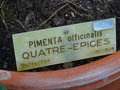 vignette Pimenta officinalis - Quatre-pices