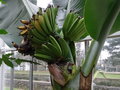 vignette Ensete - Banane