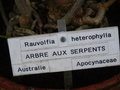 vignette Rauvolfia heterophylla - Arbre aux serpents