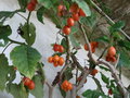 vignette Cyphomandra betacea =Cyphomandra crassicaulis= Solanum betaceum = Solanum crassifolium -Tamarillo, Tree Tomato, Tomate de la paz