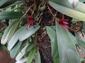 vignette Bulbophyllum
