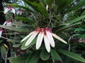 vignette Bulbophyllum