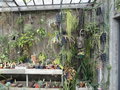 vignette Collection succulentes Jardin des plantes de Nantes