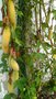 vignette Veranda/Passiflora mollissima