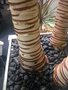 vignette Trachycarpus fortunei  - Palmier de Chine ( dchanvr - stipe nettoy )