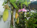 vignette Veranda/Passiflora mollissima