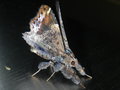 vignette Papillon (Lacera noctilio)