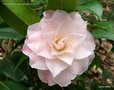 vignette Camélia ' BUTTONS'N BOWS ' camellia hybride williamsii