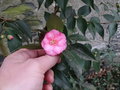 vignette Camellia