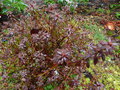 vignette Rhododendron Litangense au beau feuillage fin couleur chocolat en hiver au 26 02 15