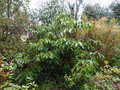 vignette Rhododendron Loderi King Georges trs majestueux et 2,5m en tous sens au 26 02 15